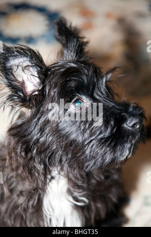 Carino in bianco e nero scoland terrier dog portrait lato in vista di un barrare da un westie e una scozzese terrier Foto Stock