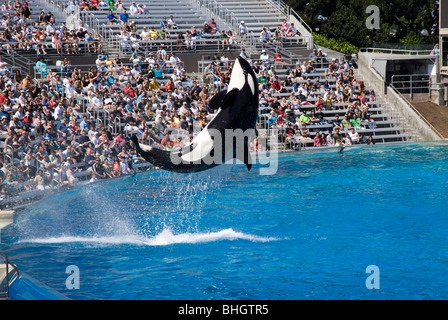 Un Orca esegue nella mostra 'believe' al Sea World di San Diego, California, Stati Uniti d'America Foto Stock