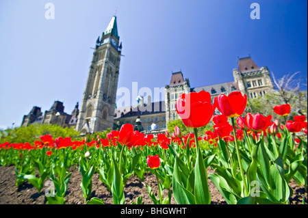 Canada Ontario, Ottawa, Parliament Hill, Tulip Festival Foto Stock