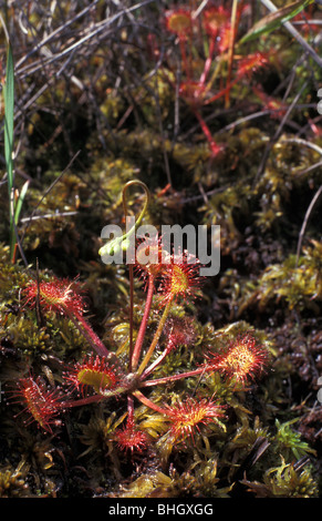 Round lasciava sundew Drosera rotundifolia a Roydon comuni di riserva naturale nazionale Norfolk Aug 2000 Foto Stock