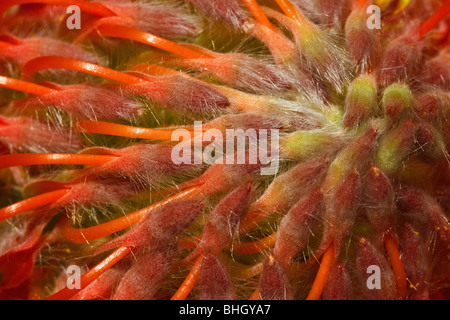 Immagine macro di puntaspilli Protea fiore Foto Stock