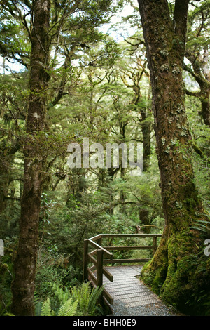 Sentiero nella foresta pluviale - Fijordland National Park - Isola del Sud della Nuova Zelanda Foto Stock