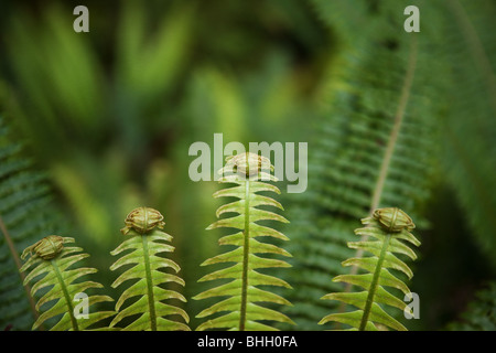 La felce dettaglio nella foresta pluviale - Fijordland National Park - Isola del Sud della Nuova Zelanda Foto Stock