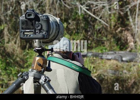 Fotografo di natura, scattare foto di un alligatore in Everglades National Park; Canon Mark fotocamera con obiettivo a lungo su un treppiede è in primo piano. Foto Stock