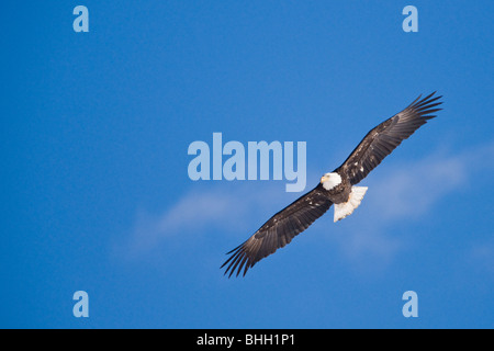 Un aquila calva vola attraverso il cielo. Foto Stock