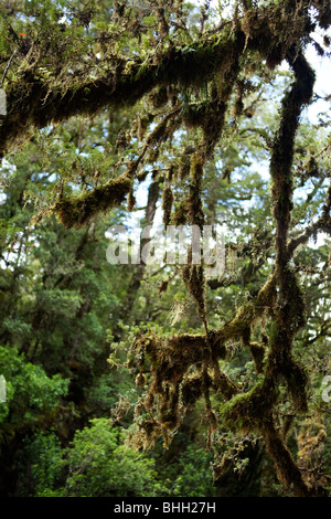 Alberi di muschio nella foresta pluviale - Fijordland National Park - Isola del Sud della Nuova Zelanda Foto Stock