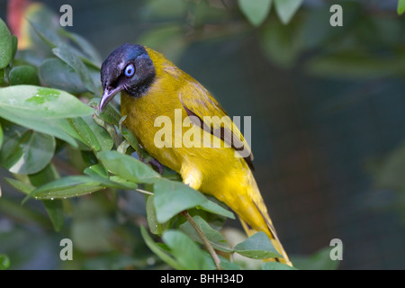 A testa nera Bulbul; Pycnonotus atriceps Foto Stock