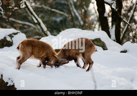 Ai giovani stambecco (Capra ibex) a colpi di corna. Foto Stock