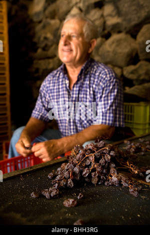 L'Italia, Sicilia, isola di Pantelleria, uomini che preparano le uve per il vino "Passito di Pantelleria" Foto Stock