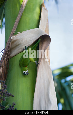 Rosso-spallamento Macaw (Diopsittaca nobilis) selvatica alla ricerca di sito di nidificazione Giardino Botanico Georgetown Guyana America del Sud Foto Stock