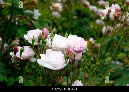 Rosa "Blush Noisette' syn. "Rosa Noisette Carnée' Foto Stock