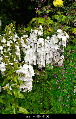 Phlox carolina 'Miss Lingard degli azionisti Foto Stock