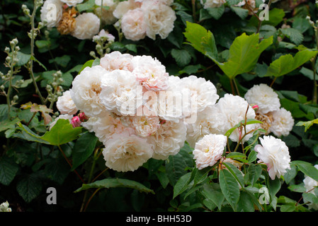 Rosa "Félicité Perpétue degli azionisti Foto Stock