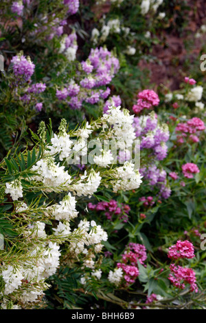 Galega officinalis e Galega officinalis "Alba" AGM miscelato con Red Valeriana - Centranthus ruber Foto Stock