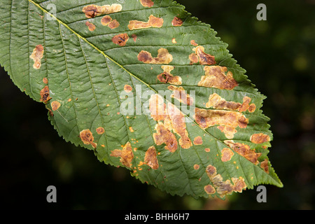 Ippocastano Leaf Miner infezione di foglie nel Regno Unito nel 2009 Foto Stock