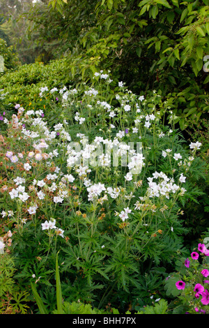 Geranium pratense "plenum" di album Foto Stock