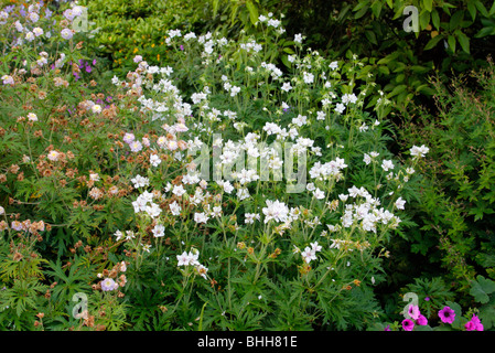 Geranium pratense "plenum" di album Foto Stock