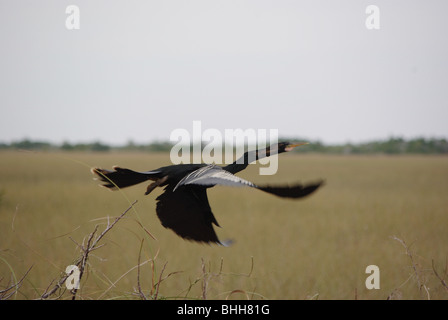 Anhinga (snakebird, American darter) battenti in Everglades National Park, Florida, Stati Uniti d'America Foto Stock