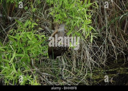 Limpkin (un uccello) in piedi dalla palude in Everglades National Park, Florida, Stati Uniti d'America Foto Stock