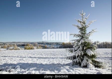 Coperta di neve abete in inverno, Svezia. Foto Stock