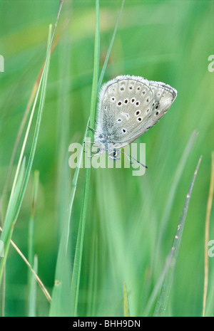 Alcon blu su una lama di erba, Svezia. Foto Stock