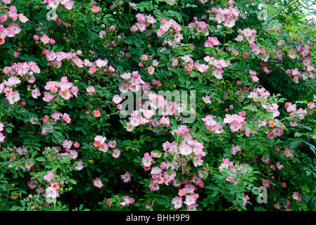 Rosa "Kew Rambler' Foto Stock