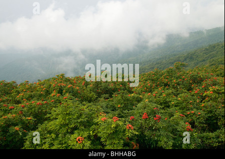 Montagne e American Mountain-cenere, giardini rocciosi, North Carolina, Stati Uniti d'America. Foto Stock
