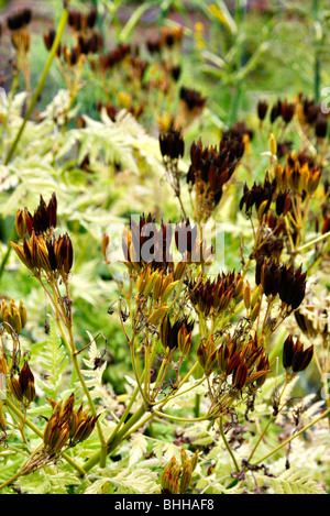 Seedheads sul dolce Cicely - Myrrhis odorata Foto Stock