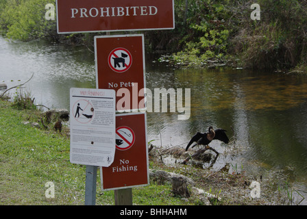 Wild Anhinga essiccazione degli uccelli come le sue piume dietro il parco dei manifesti in Everglades National Park, Florida, Stati Uniti d'America Foto Stock