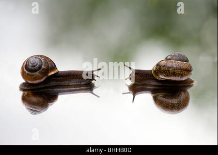 Lumache su uno specchio, close-up, Svezia. Foto Stock