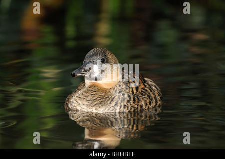 African White-back - Anatra Thalassornis leuconotus leuconotus Foto Stock