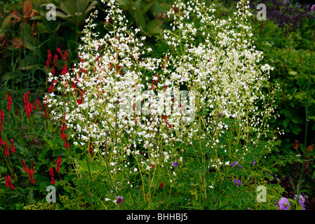 Delavayi Thalactrum 'Album' forma selezionata con fiore di grandi dimensioni Foto Stock