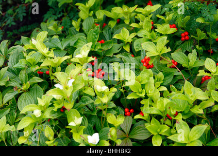 Cornus canadensis - strisciante Sanguinello Foto Stock