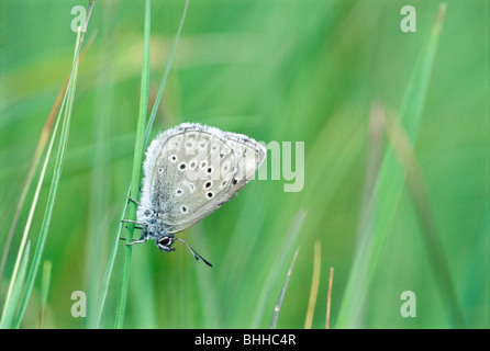 Alcon blu su una lama di erba, Svezia. Foto Stock