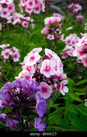 Phlox paniculata 'Bright Eyes' Foto Stock