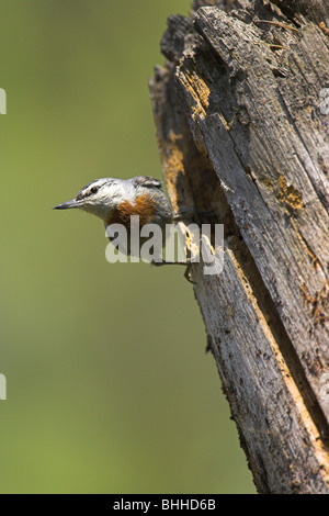 Krüper il picchio muratore Sitta krueperi adulto arroccato a albero morto moncone sito nido a Achladeri foresta, Lesbo, Grecia in aprile. Foto Stock