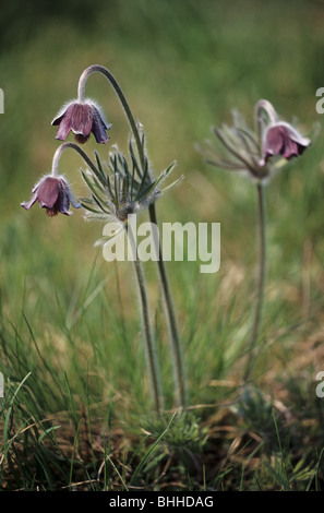 I fiori di Pulsatilla nigricans su Holubyho luky, Maschio Karpaty, Slovacchia. Foto Stock