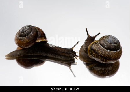 Lumache su uno specchio, close-up, Svezia. Foto Stock