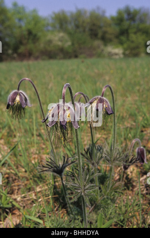 I fiori di Pulsatilla nigricans su Holubyho luky, Maschio Karpaty, Slovacchia. Foto Stock