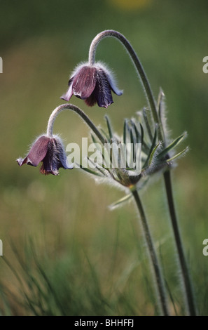 I fiori di Pulsatilla nigricans su Holubyho luky, Maschio Karpaty, Slovacchia. Foto Stock