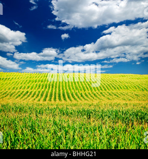 Il paesaggio agricolo del campo di mais su piccola scala azienda agricola sostenibile Foto Stock