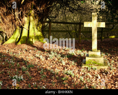 Un gruppo di snowdrops nella campagna. Foto Stock