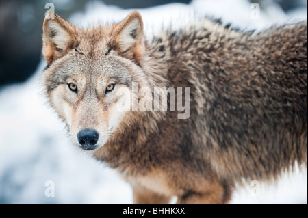 Lupo (lat. Canis lupus) in piedi nella neve il focus è su gli occhi Foto Stock