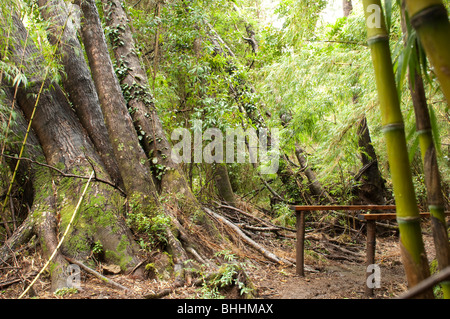 Cile Huerquehue Parco Nazionale vicino a Pucon Foto Stock