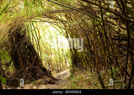 Cile Huerquehue Parco Nazionale vicino a Pucon Foto Stock