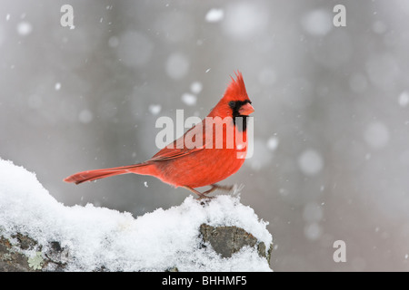 Il Cardinale settentrionale nella neve Foto Stock