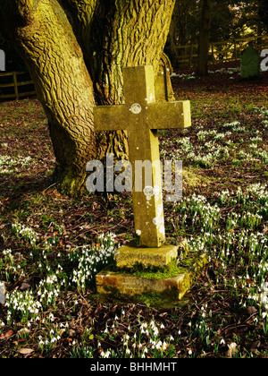 Un gruppo di snowdrops nella campagna. Foto Stock