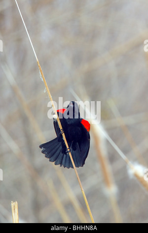 Rosso-winged Blackbird maschio di visualizzazione. Foto Stock