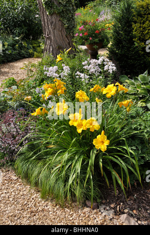 Giglio di giorno (Hemerocallis) in un perenne giardino. design: marianne e detlef lüdke Foto Stock