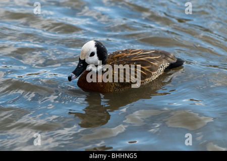 Di fronte bianco-sibili-duck, Dendrocygna viduata, a Slimbridge WWT Foto Stock